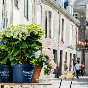 800 amunta guerande fleurs en terrasse