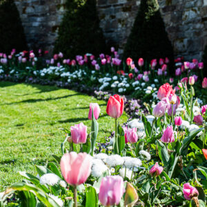 800 amunta rennes tulipes parc du thabor