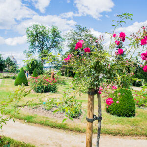 800 amunta laval fleurs rose jardin de la perrine