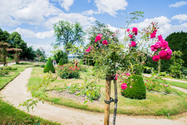 800 amunta laval fleurs rose jardin de la perrine